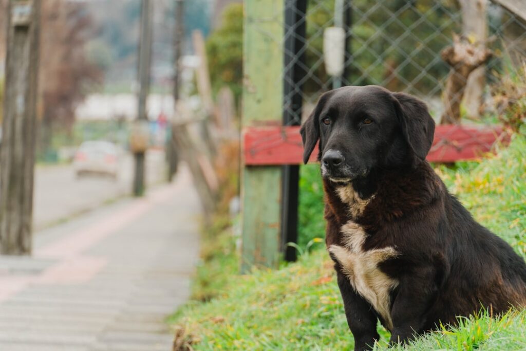 con que medicamento puedo sacrificar un perro