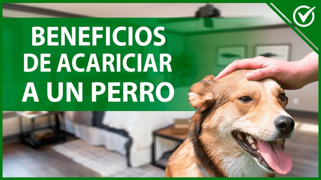 donde acariciar a un perro para que se duerma