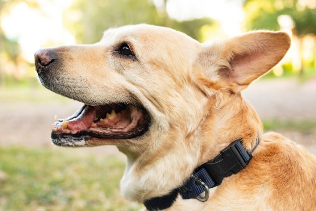 en que casos se puede sacrificar un perro