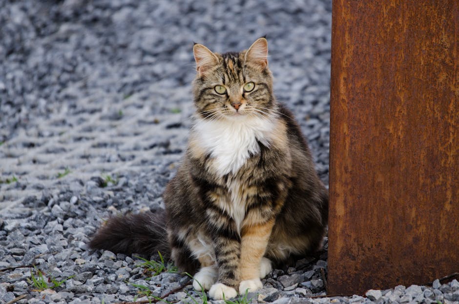 eutanasia en gatos enfermos