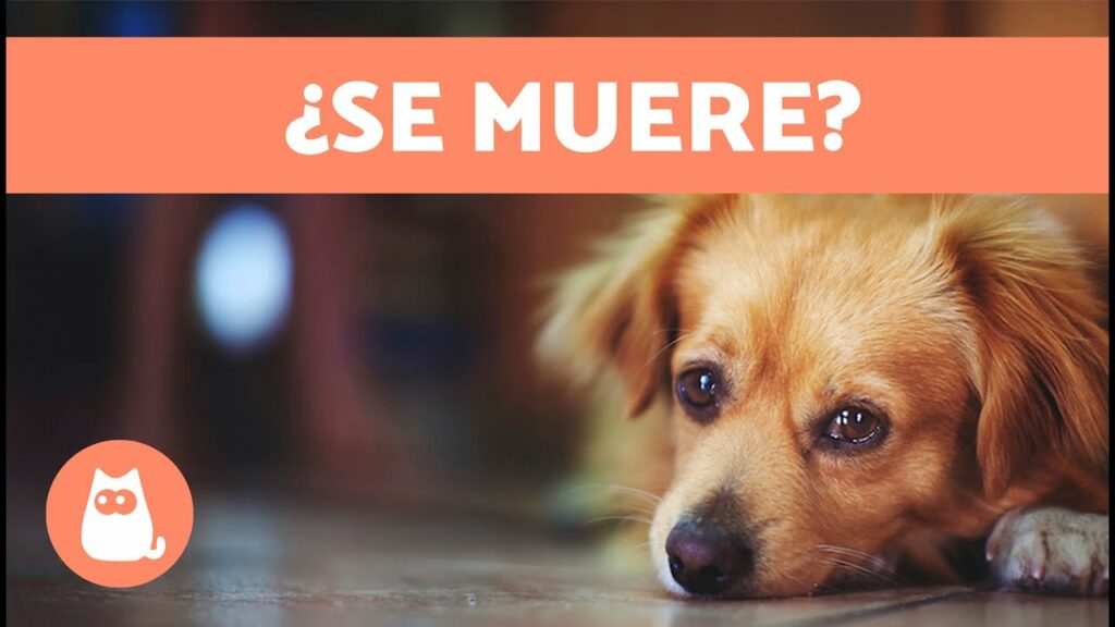 mi perro se muere y no tengo dinero