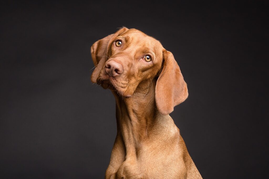 perro ataca perro sacrificado y dueño