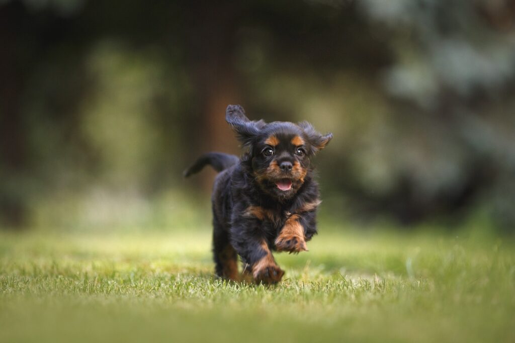 perro defendio casa sacrificado