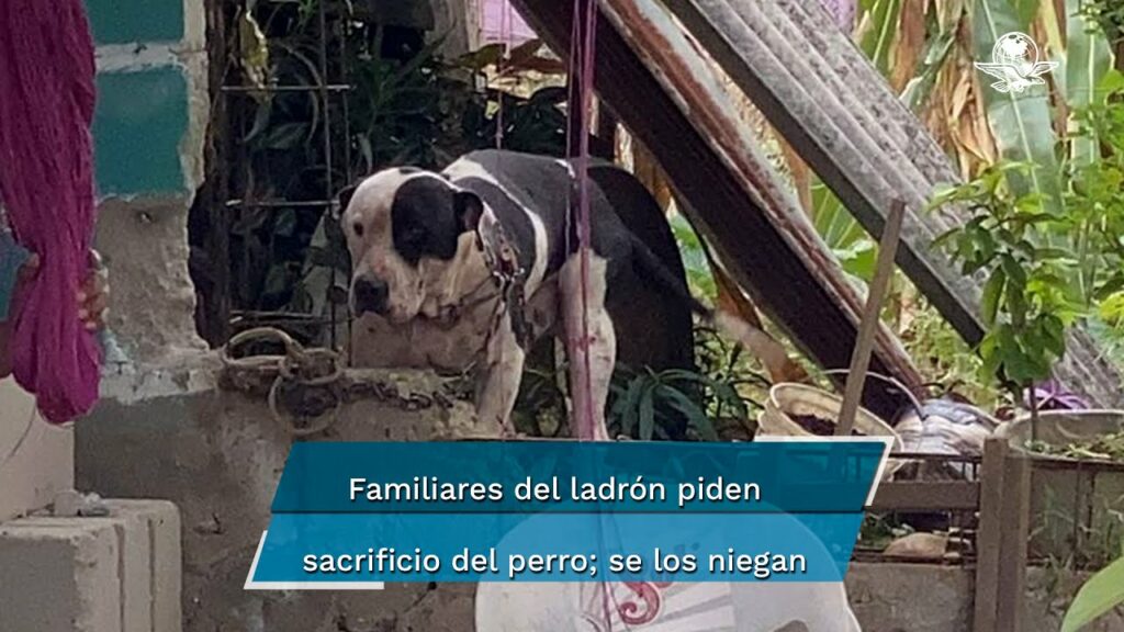 perro sacrificado por defender su casa