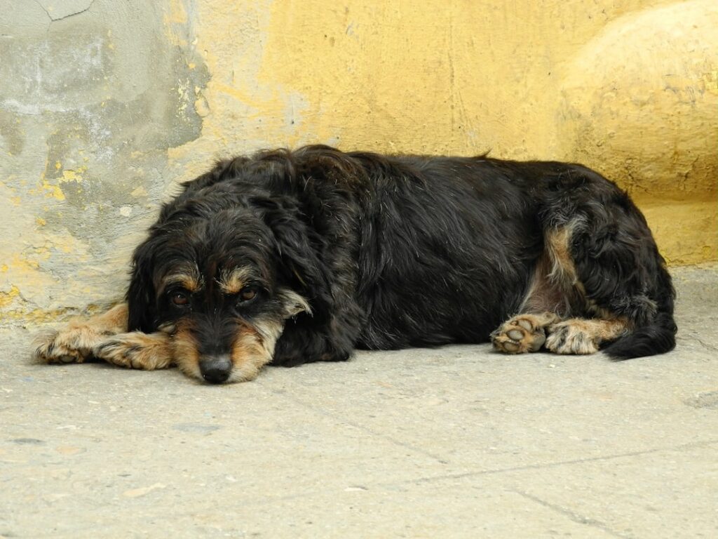 pueden sacrificar a un perro por morder a otro perro