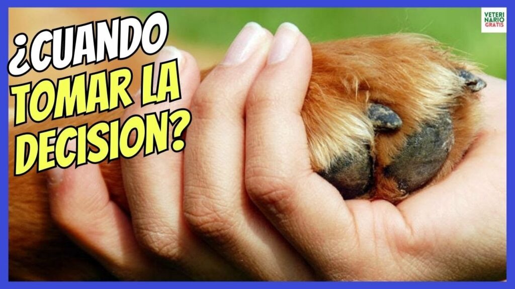 sacrificar a un perro debe ser ultima