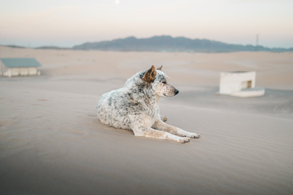 tristeza de sacrificar a un perro sin dolor